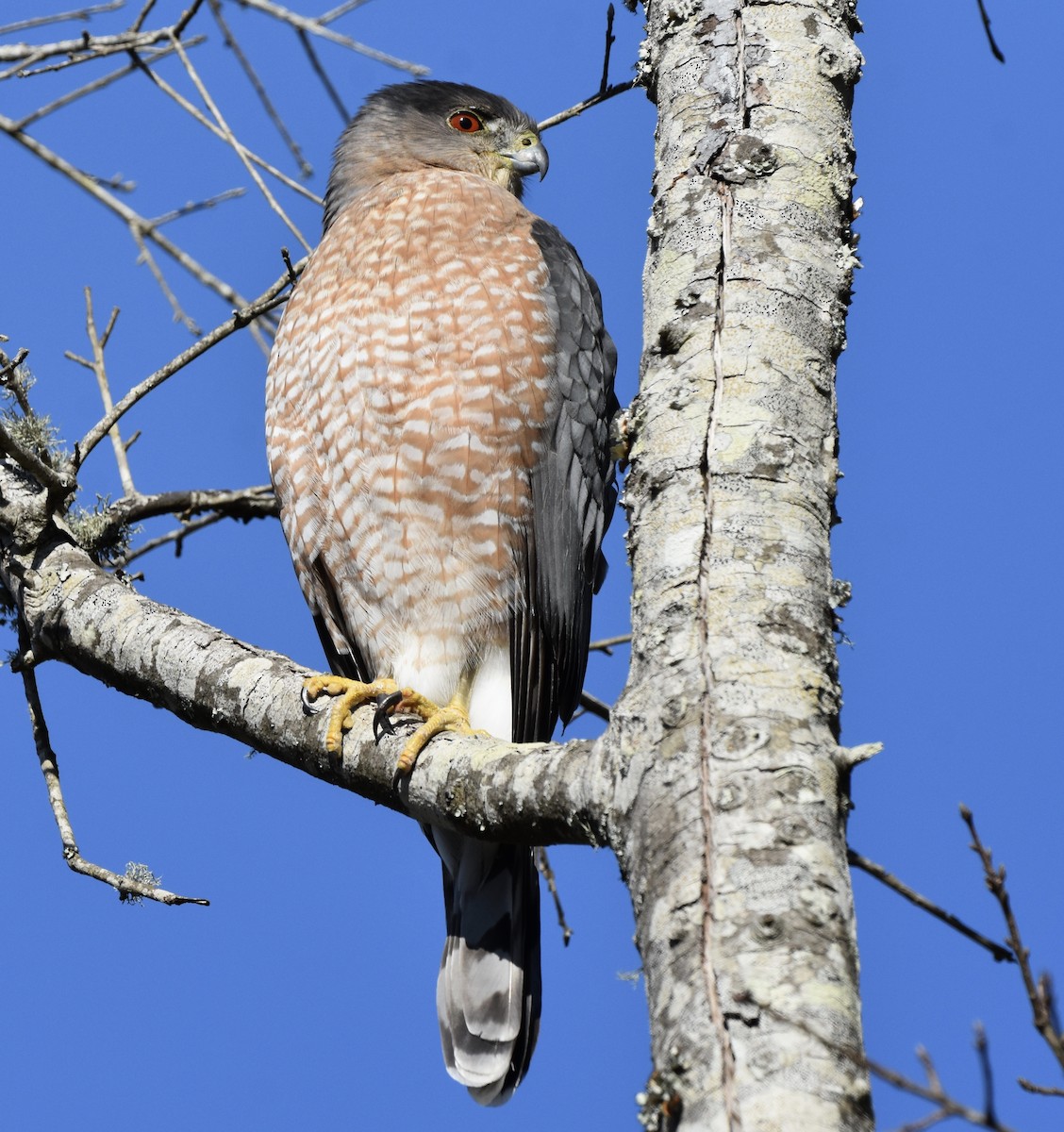 Cooper's Hawk - ML646008137