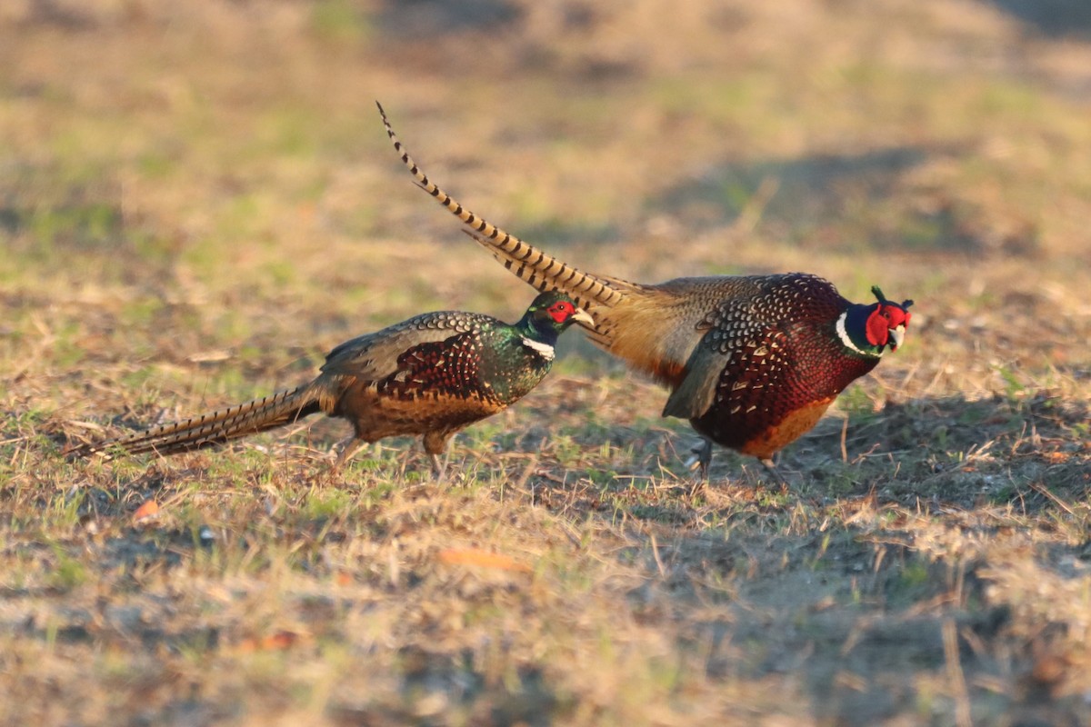Ring-necked Pheasant - ML646008145
