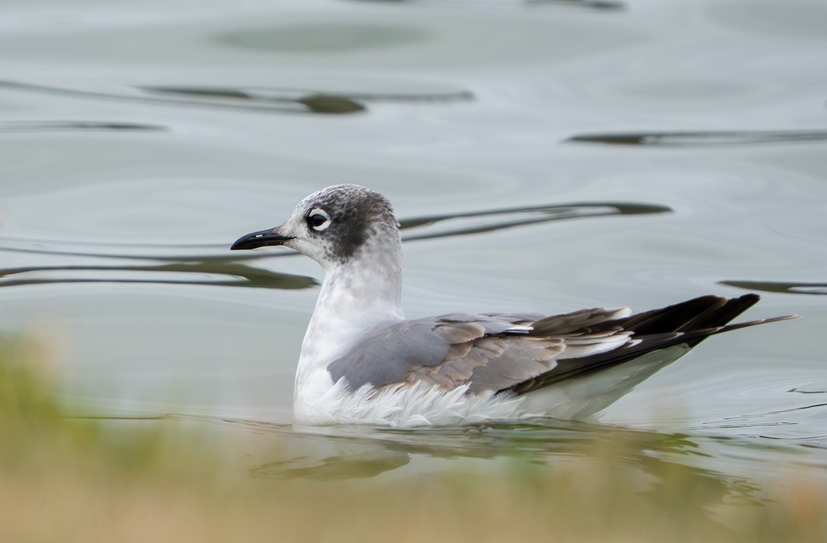 弗氏鷗 - ML646008148