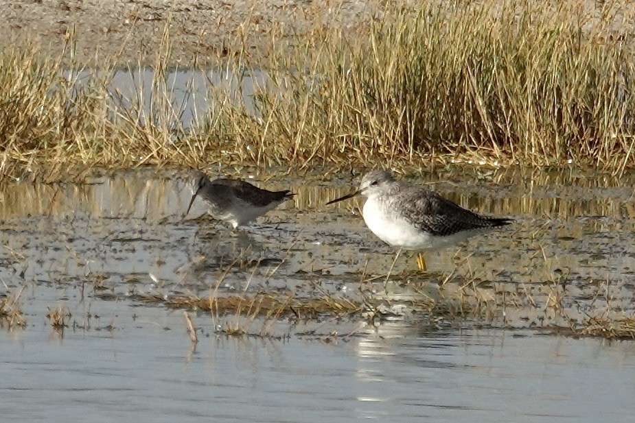 Lesser Yellowlegs - ML646008151