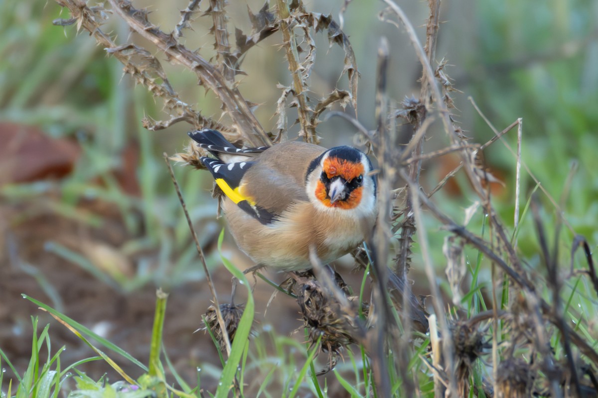 European Goldfinch - ML646008155