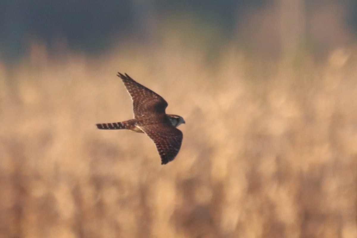 Merlin - ML646008156