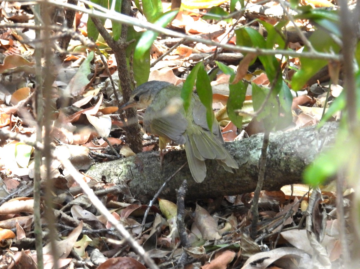 Appert's Tetraka - ML646008160