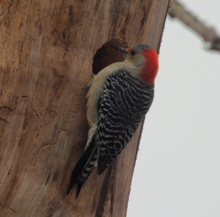 Red-bellied Woodpecker - ML646008161