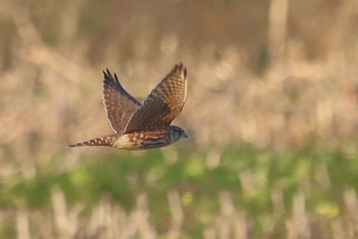 Merlin - ML646008171