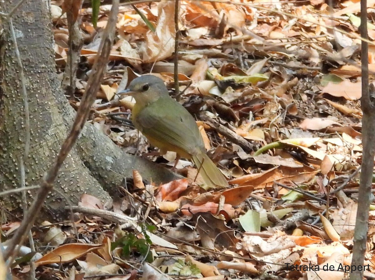 Appert's Tetraka - ML646008176