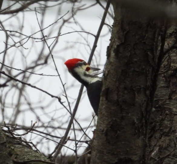 Жовна північна - ML646008188