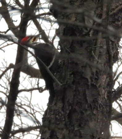 Жовна північна - ML646008189