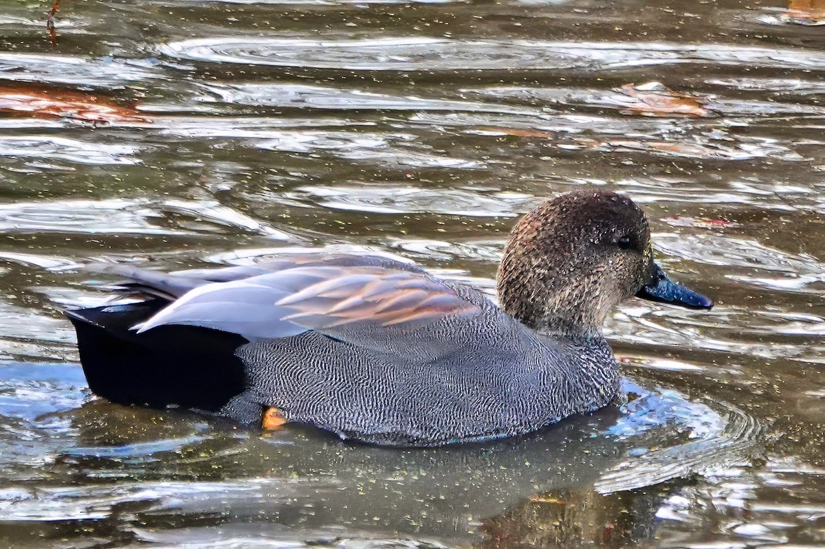Gadwall - ML646008191