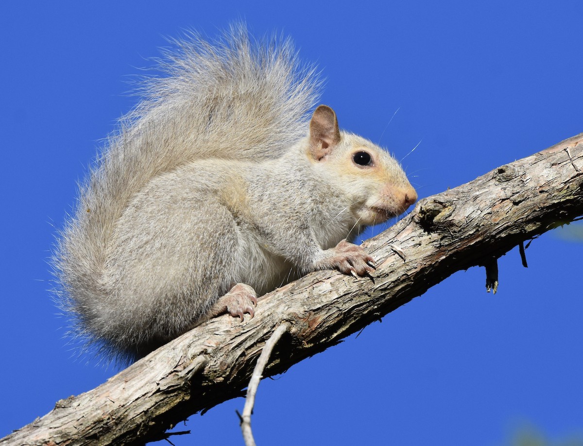 Eastern Gray Squirrel - ML646008194