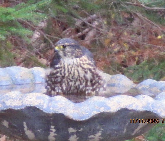 Merlin - ML646008195