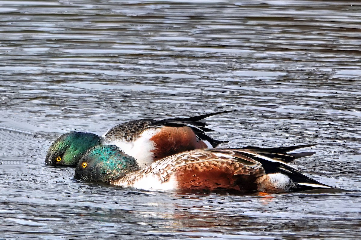 Northern Shoveler - ML646008197
