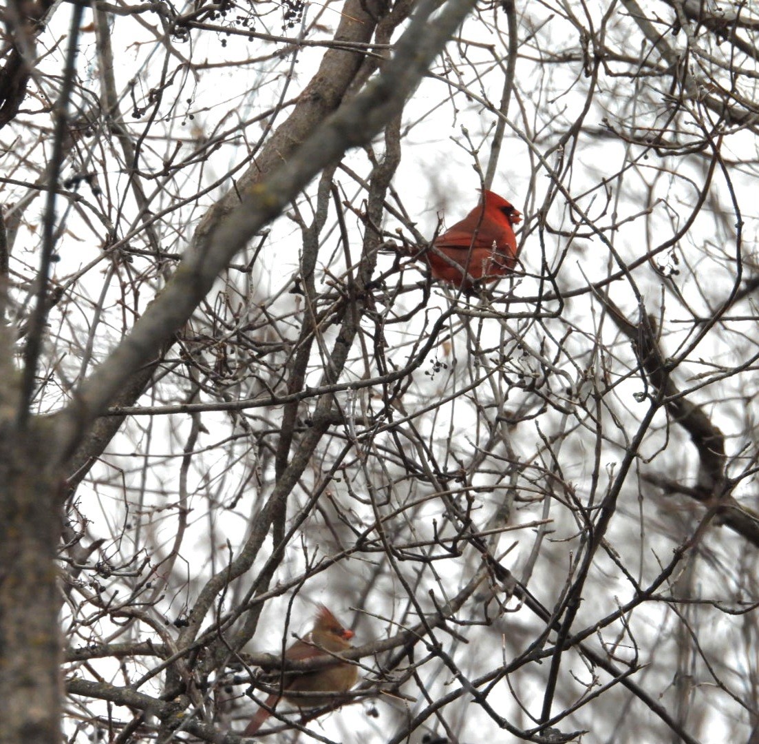 Northern Cardinal - ML646008198