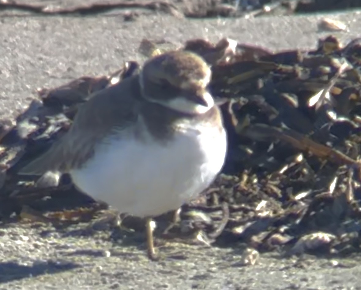 Common Ringed Plover - ML646008199