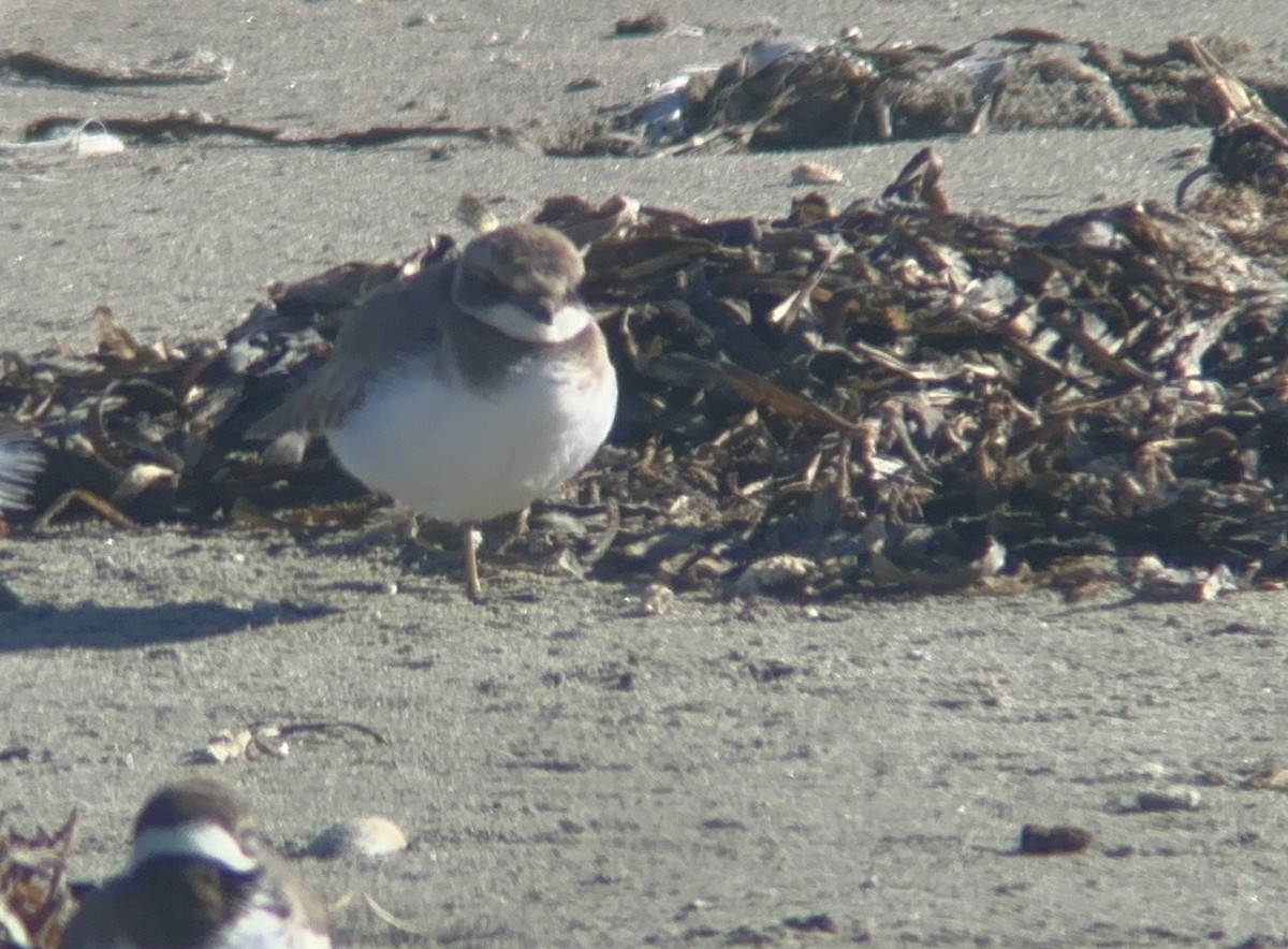 Common Ringed Plover - ML646008200