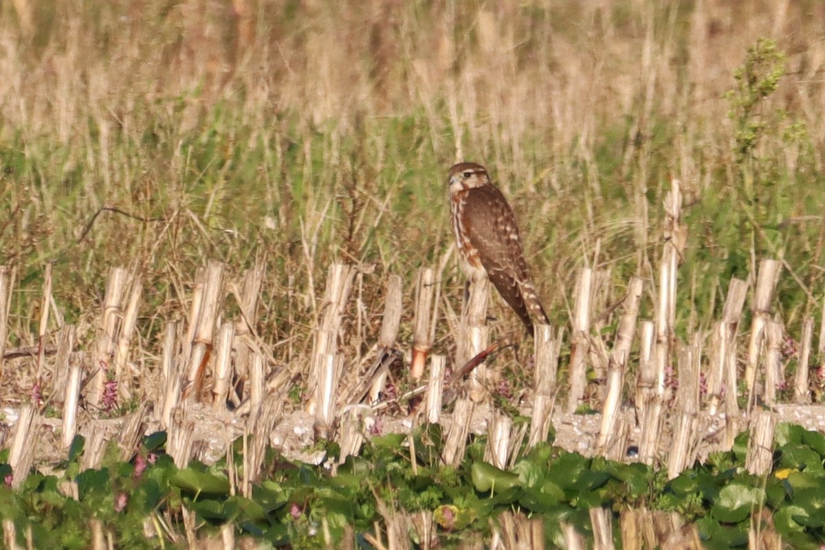 Merlin - ML646008201