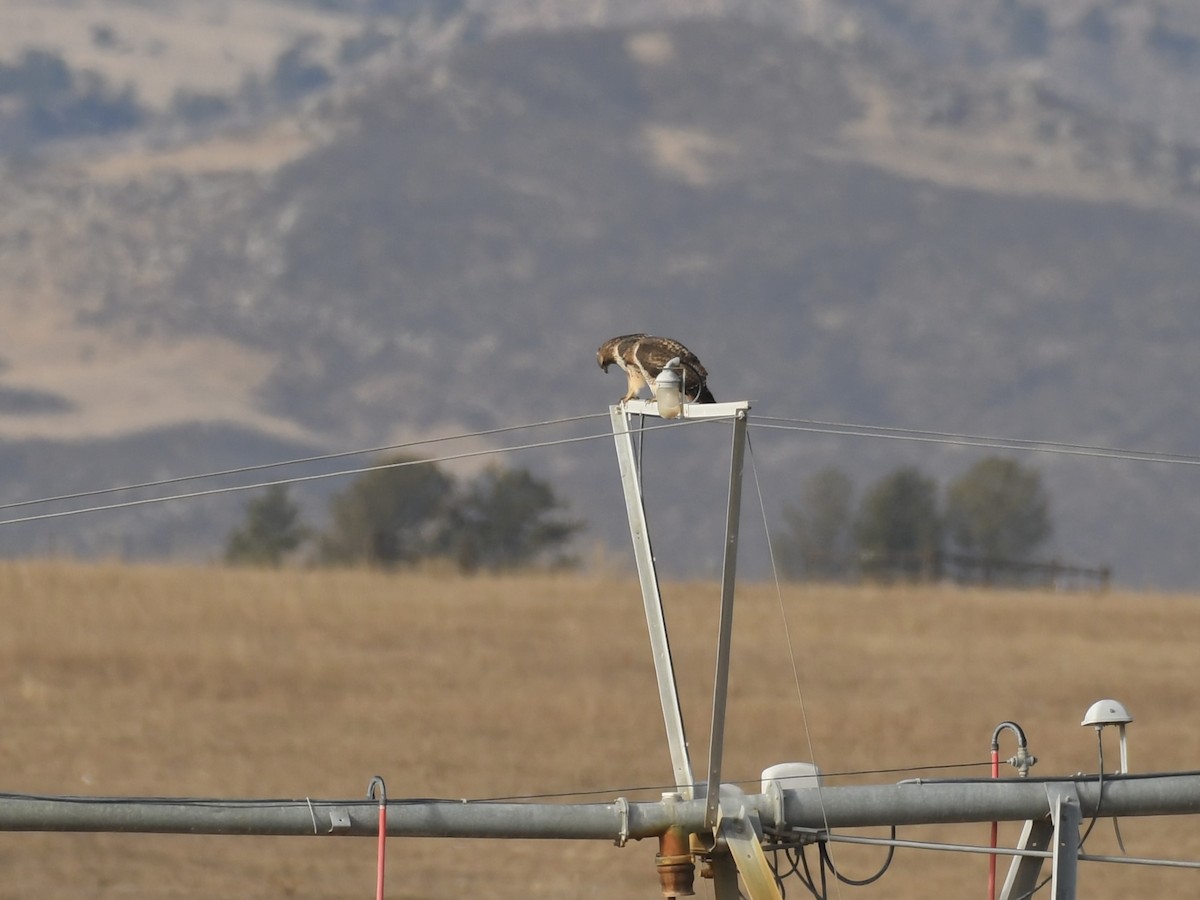 Red-tailed Hawk - ML646008202