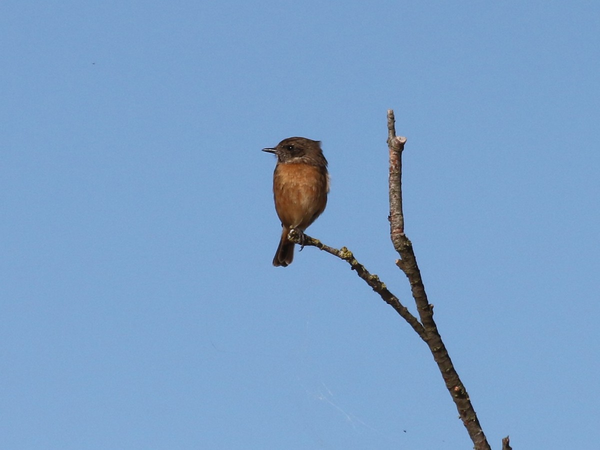 ヨーロッパノビタキ - ML646008204