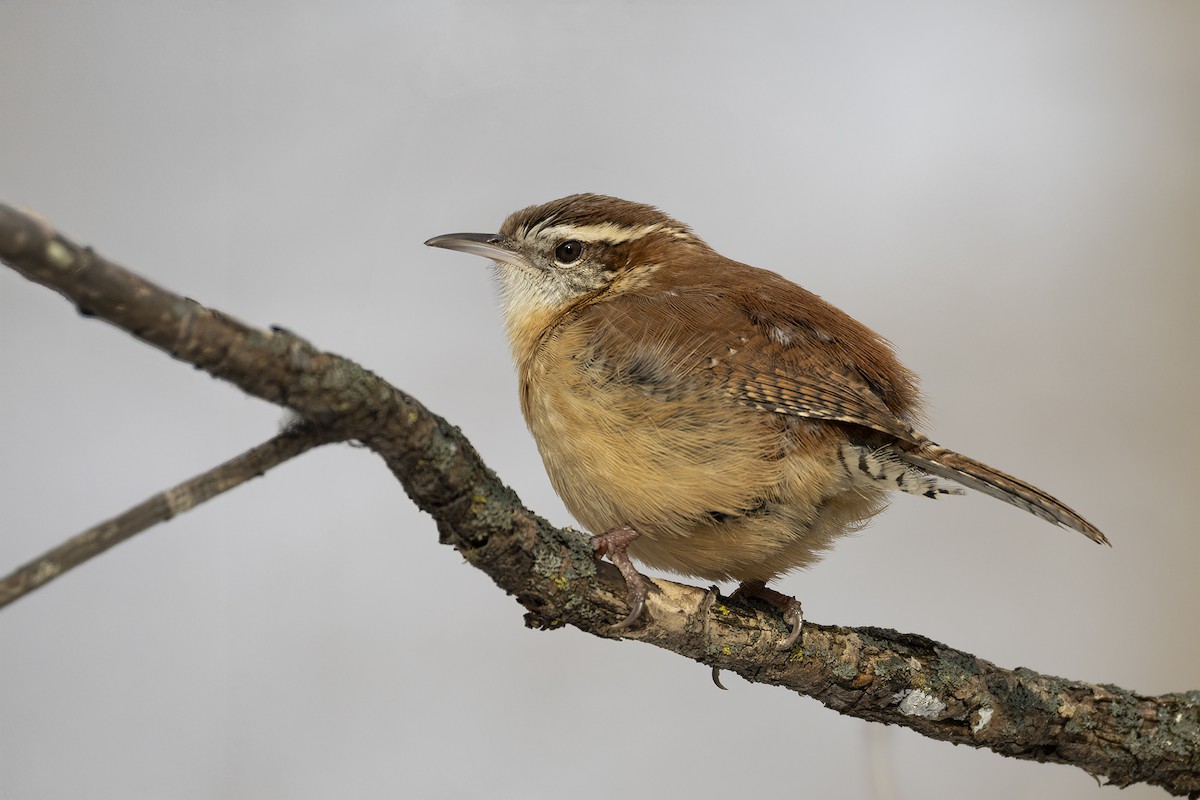 Carolina Wren - ML646008208