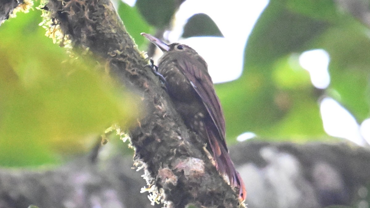 シロボシオニキバシリ - ML646008209