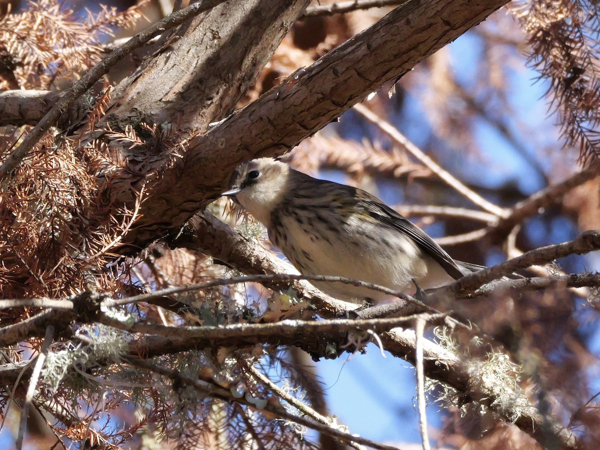 キヅタアメリカムシクイ（coronata） - ML646008211