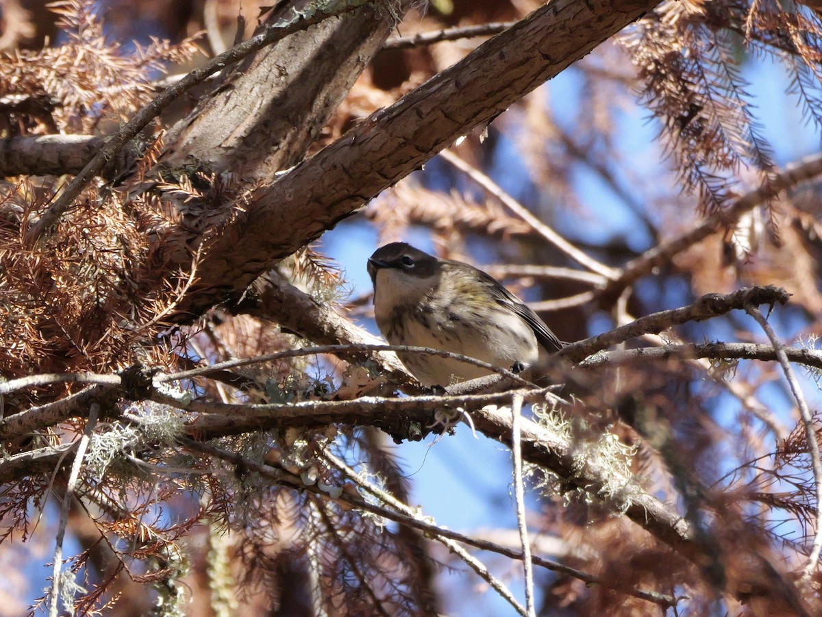 キヅタアメリカムシクイ（coronata） - ML646008212