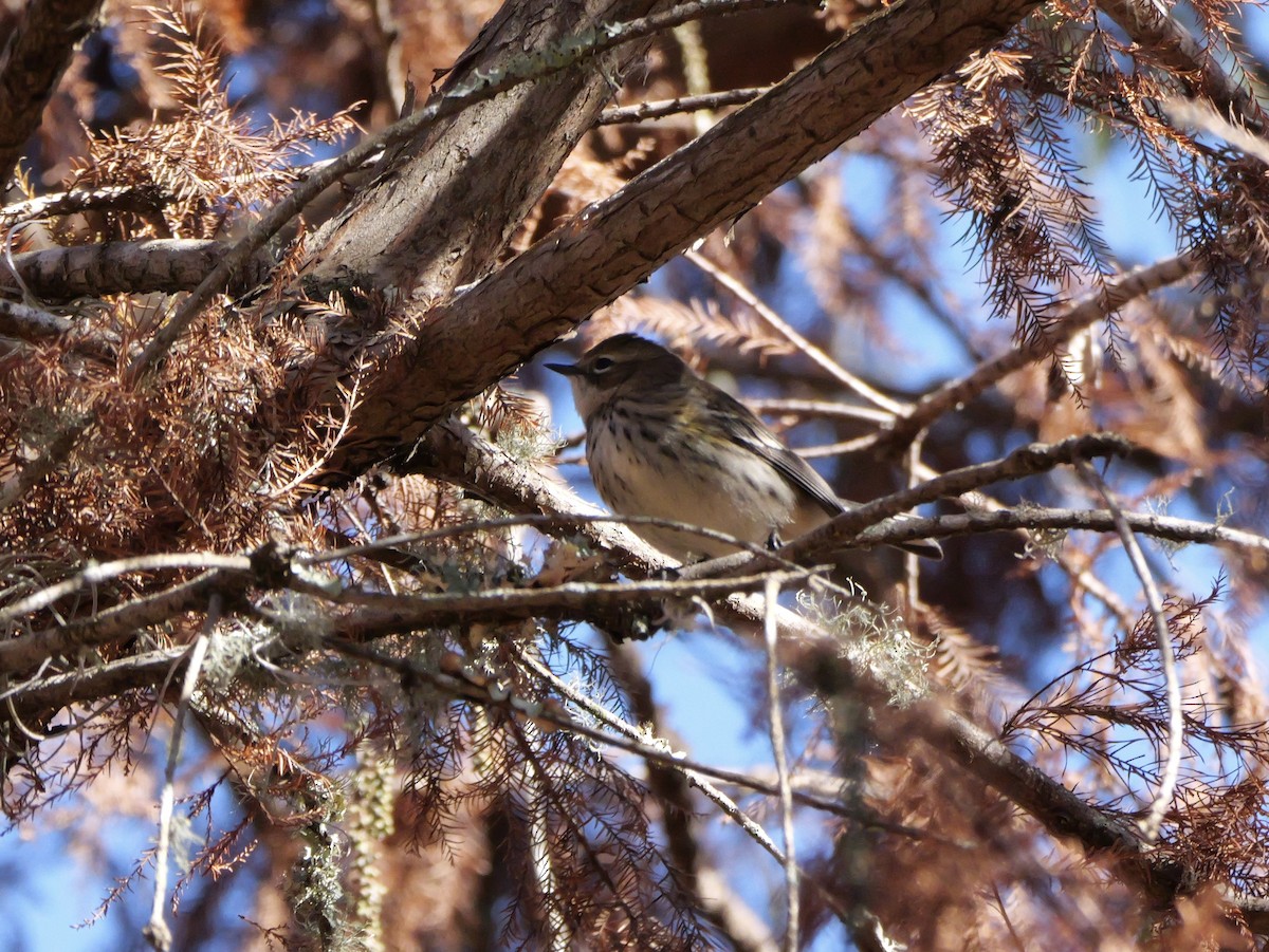 キヅタアメリカムシクイ（coronata） - ML646008213