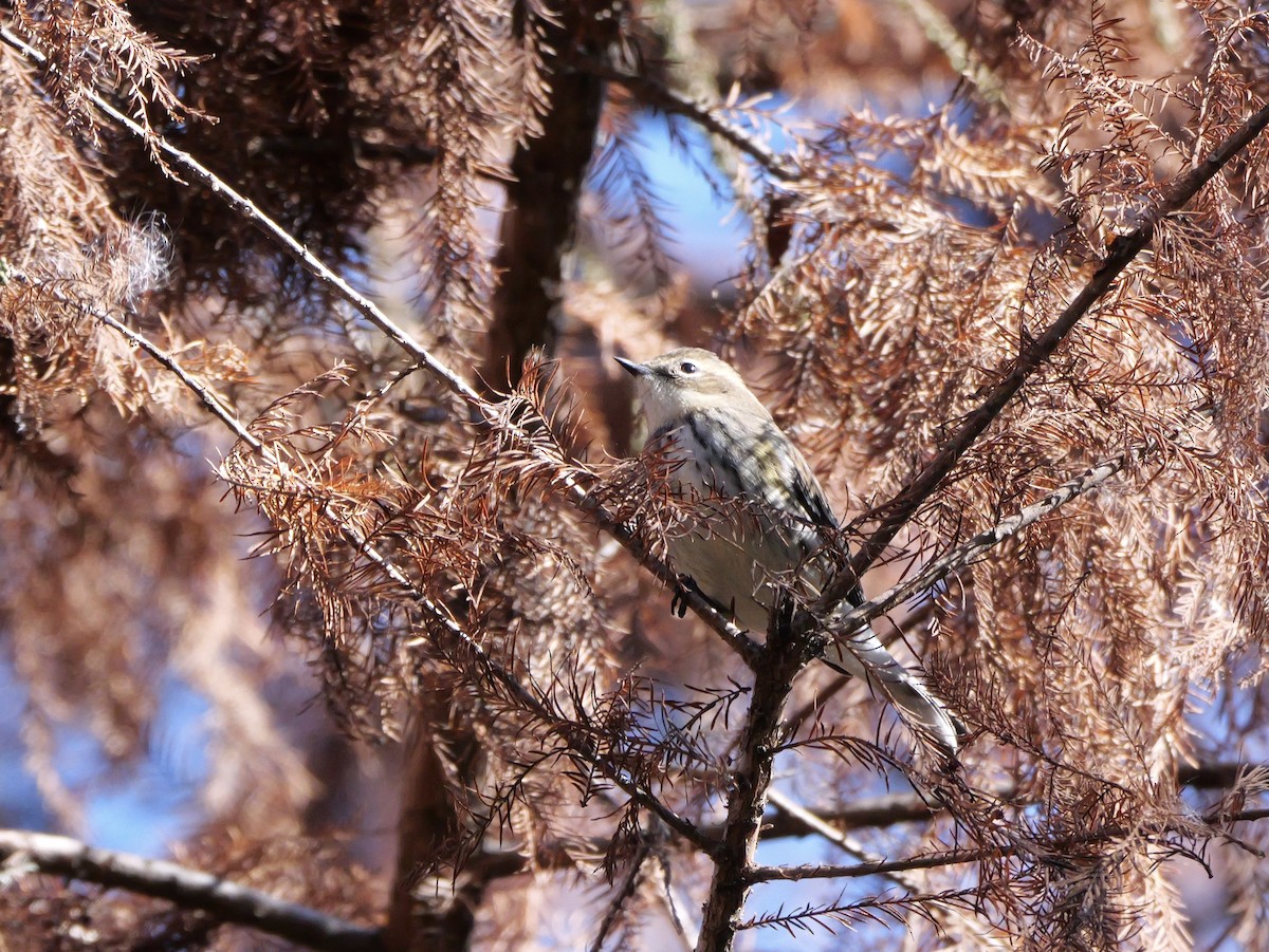 キヅタアメリカムシクイ（coronata） - ML646008214