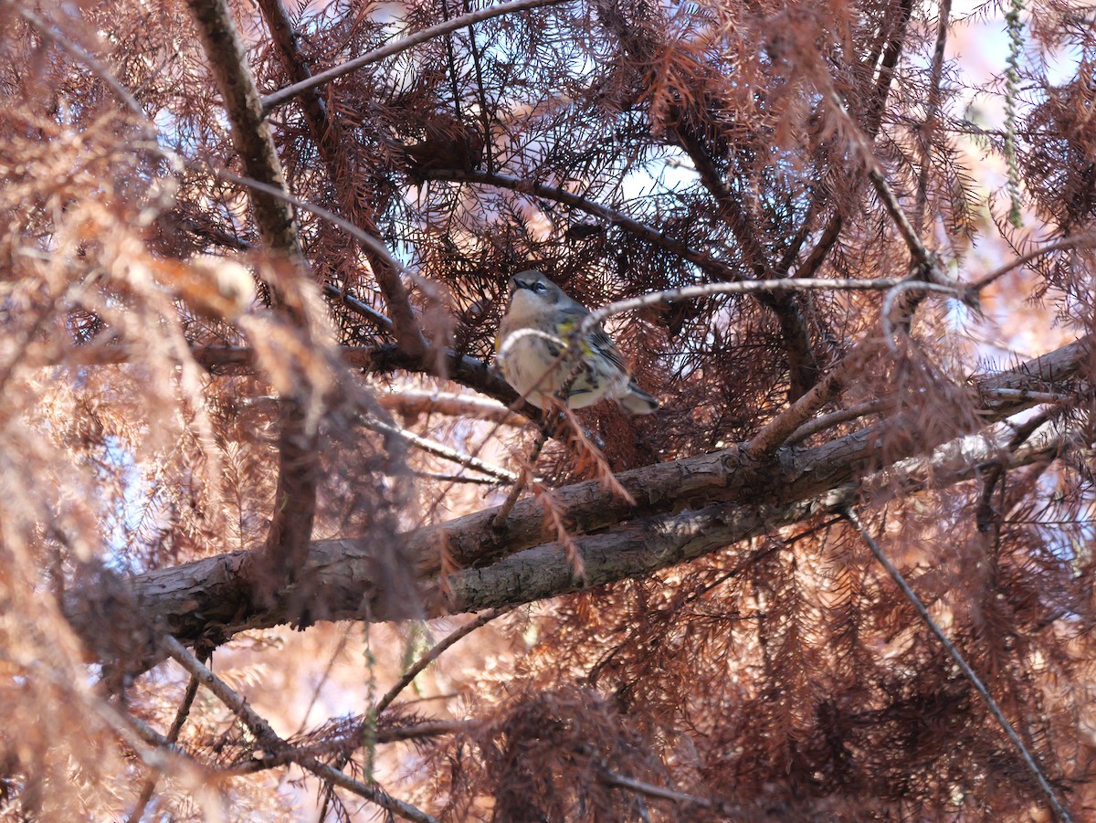 キヅタアメリカムシクイ（coronata） - ML646008216