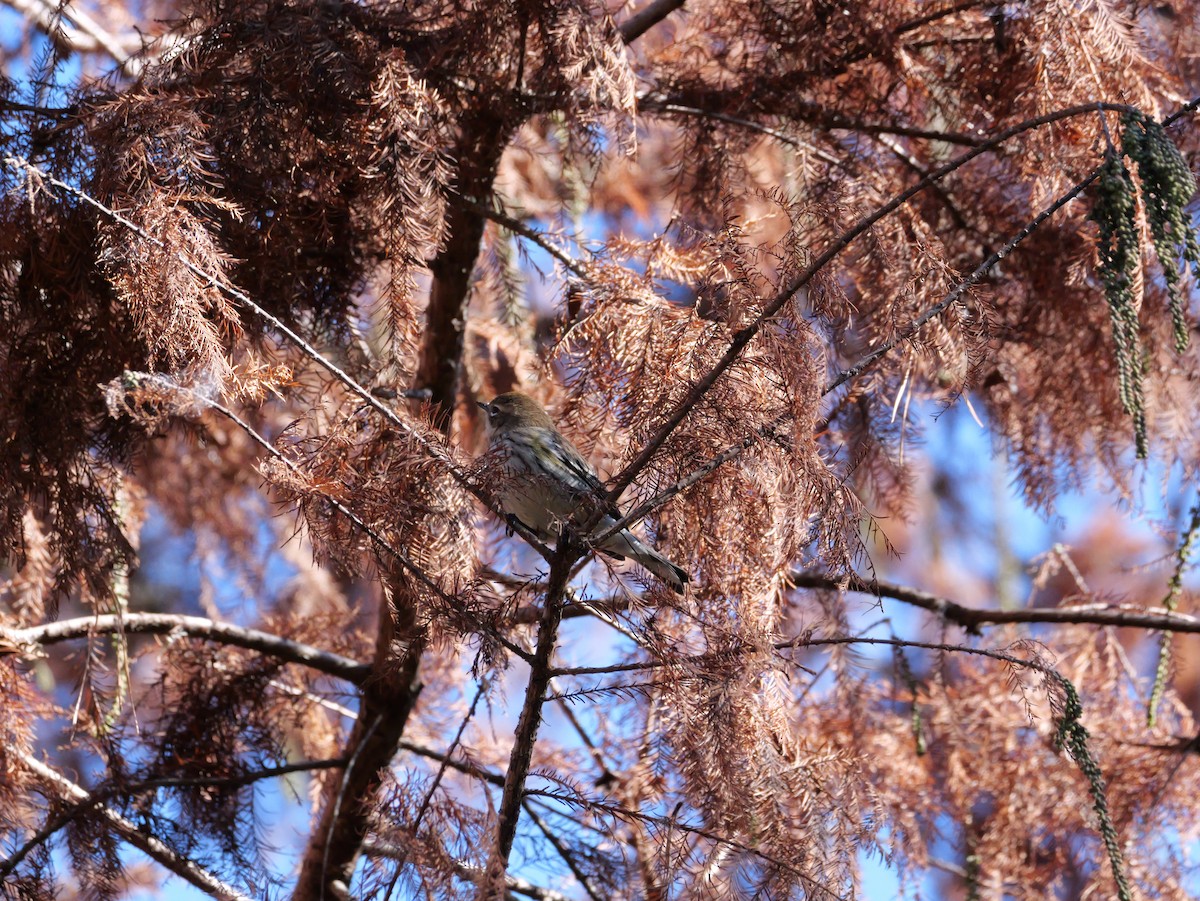 キヅタアメリカムシクイ（coronata） - ML646008217