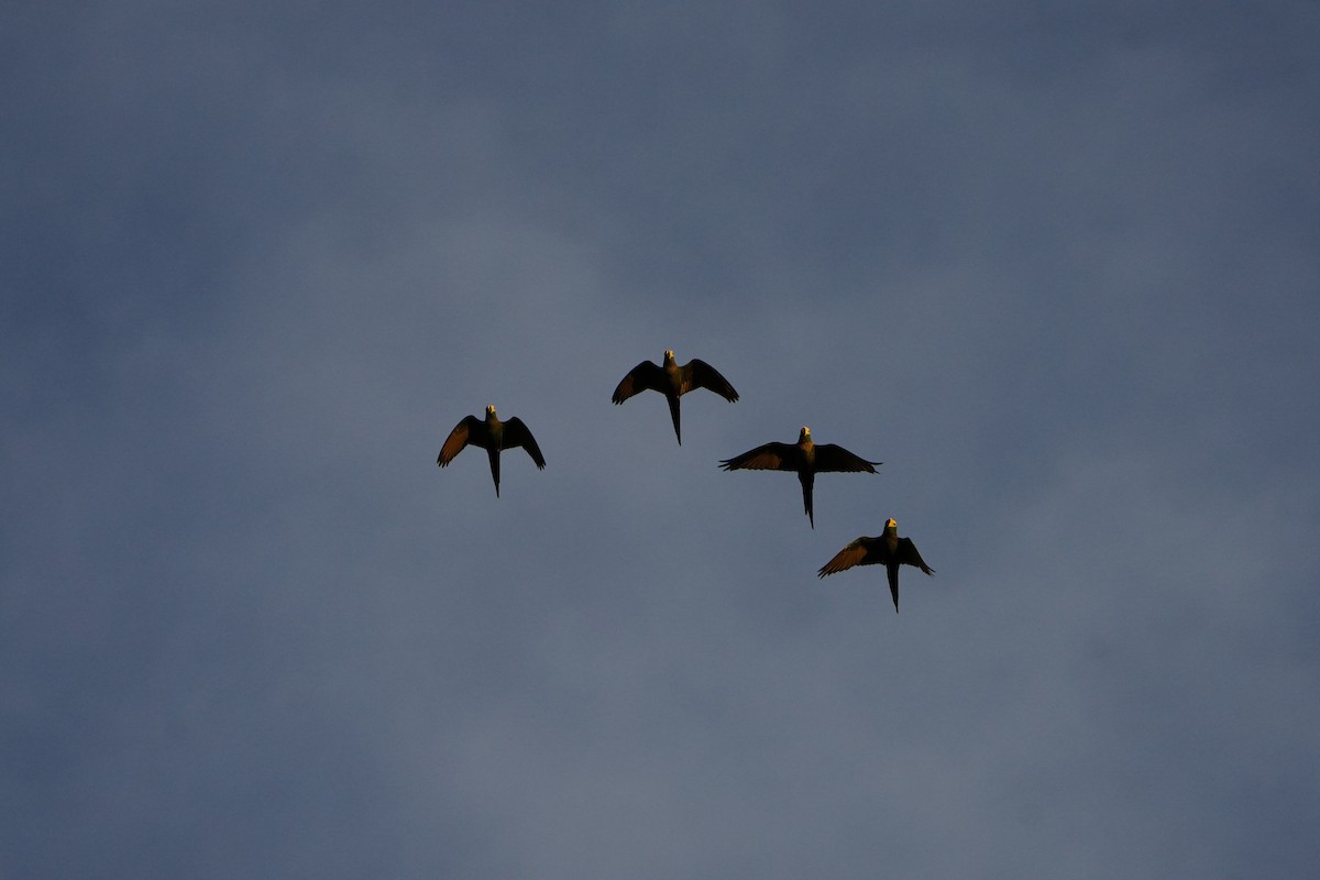 ズグロヒメコンゴウインコ - ML646008220