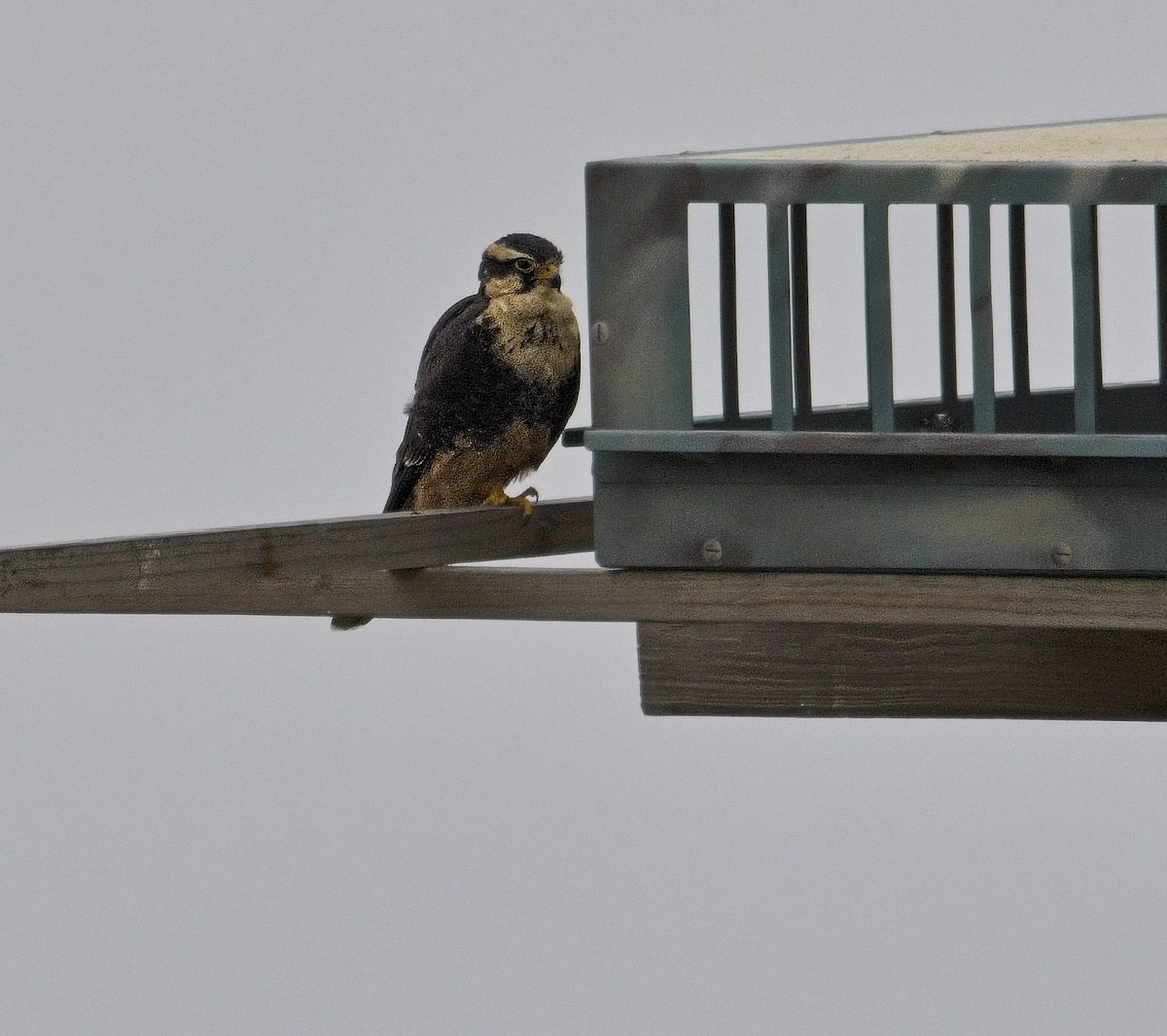 オナガハヤブサ - ML646008223