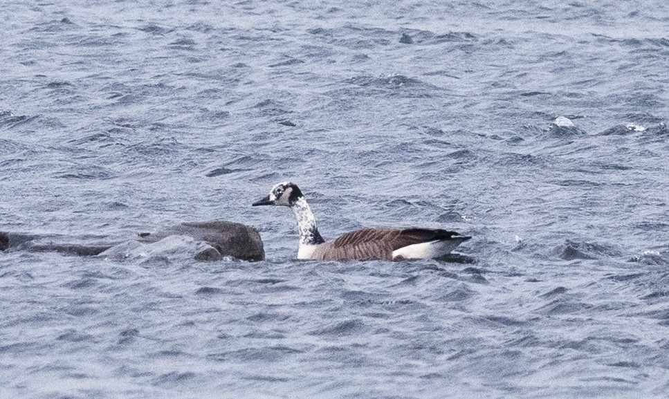 カナダガン - ML646008224