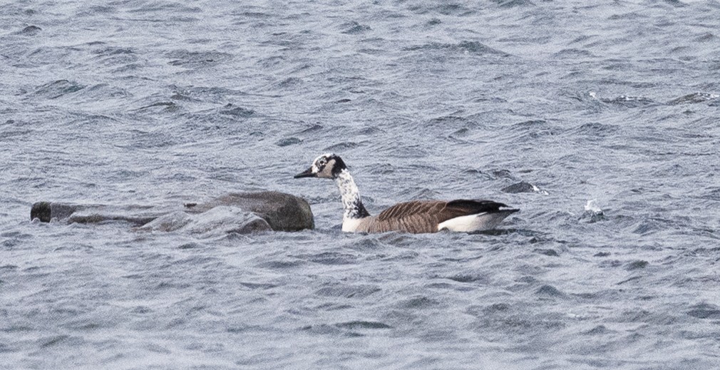 カナダガン - ML646008232