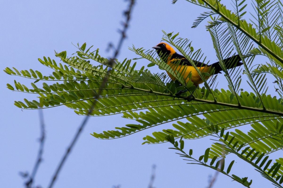 アカボウシムクドリモドキ - ML646008235