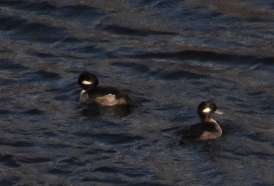 ヒメハジロ - ML646008238