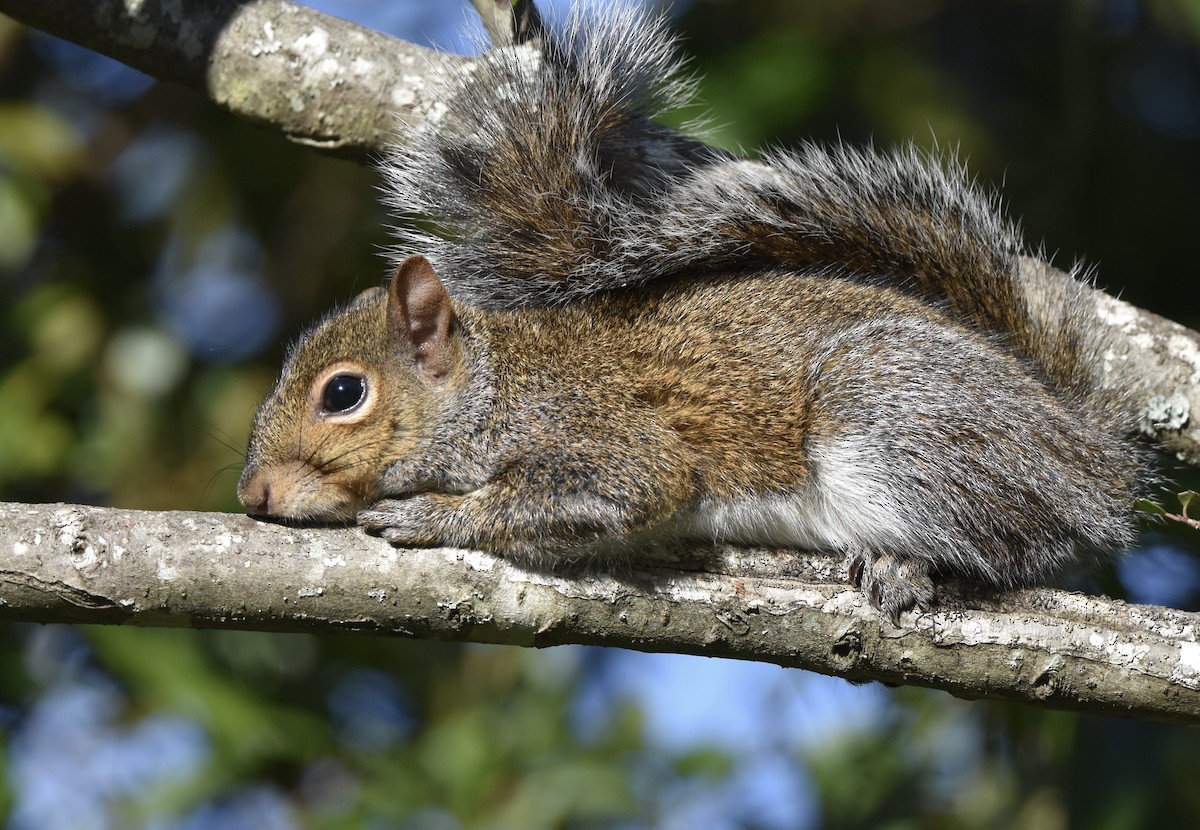 Eastern Gray Squirrel - ML646008241