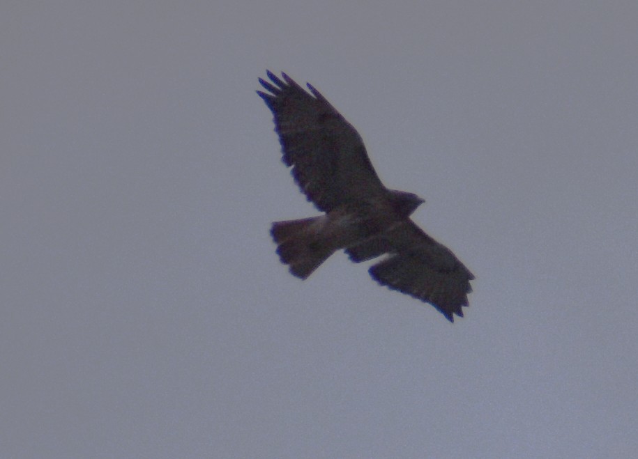 アカオノスリ - ML646008242