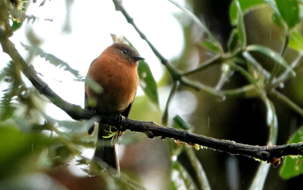 ニッケイハエトリ - ML646008246