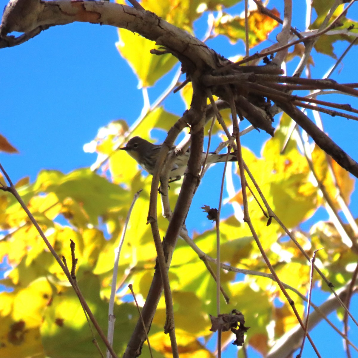 キヅタアメリカムシクイ - ML646008250