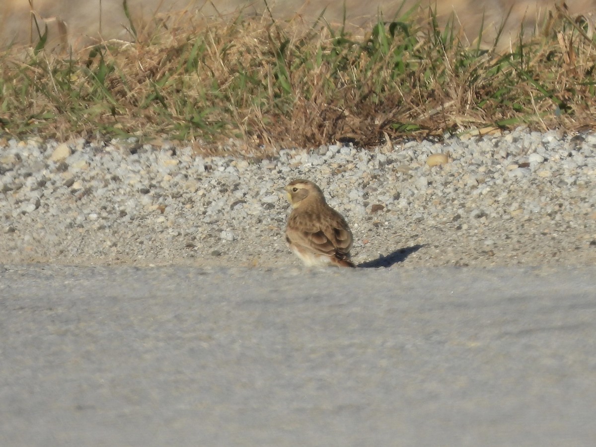 ハマヒバリ - ML646008251