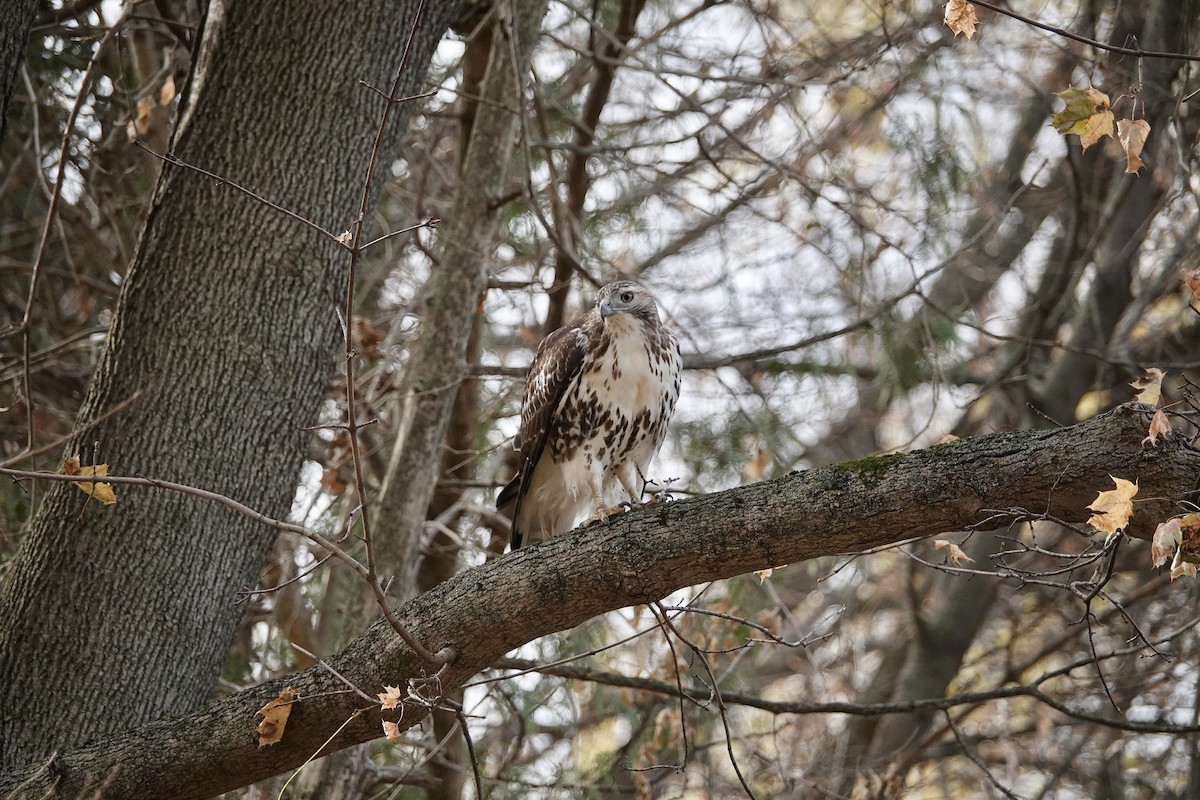 アカオノスリ - ML646008253