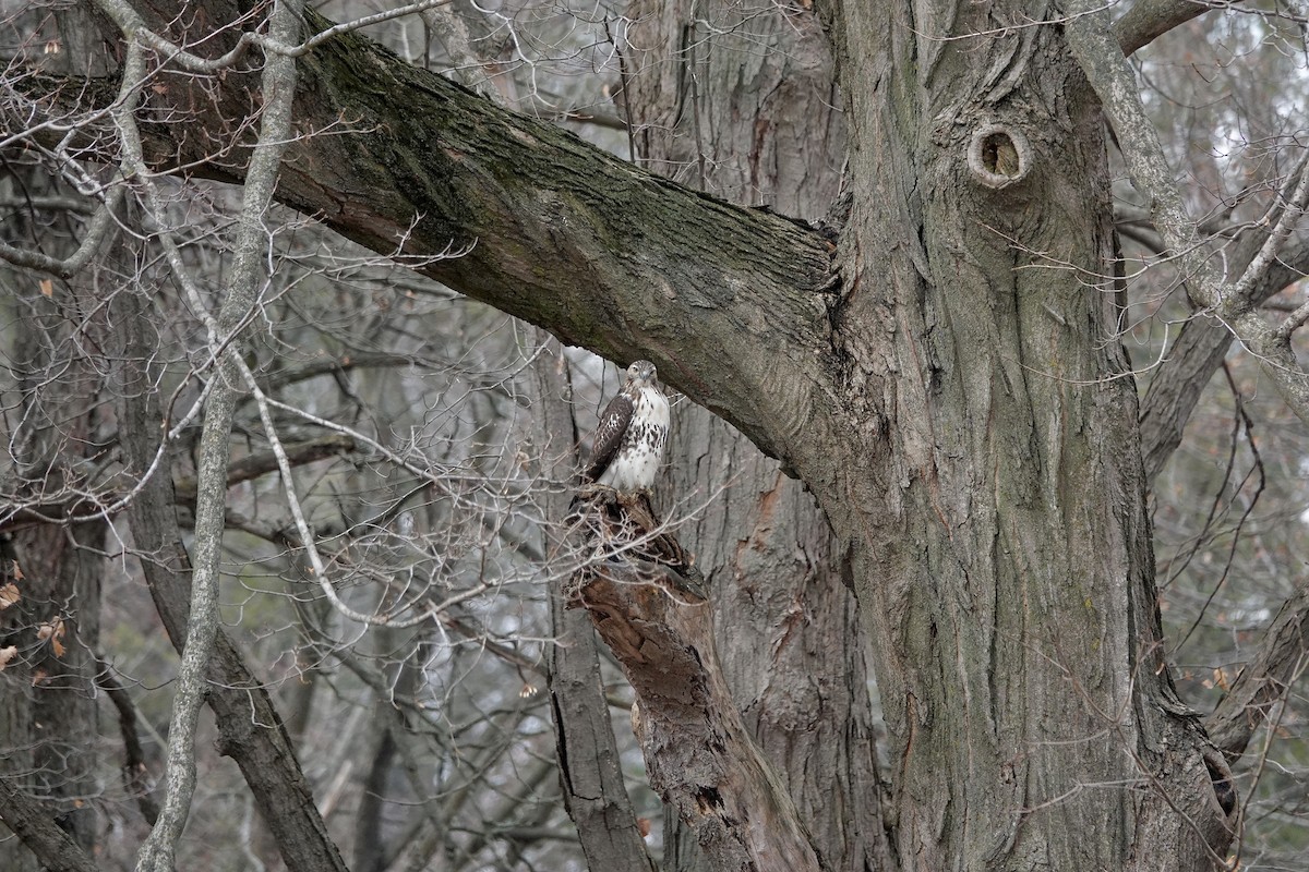 アカオノスリ - ML646008254