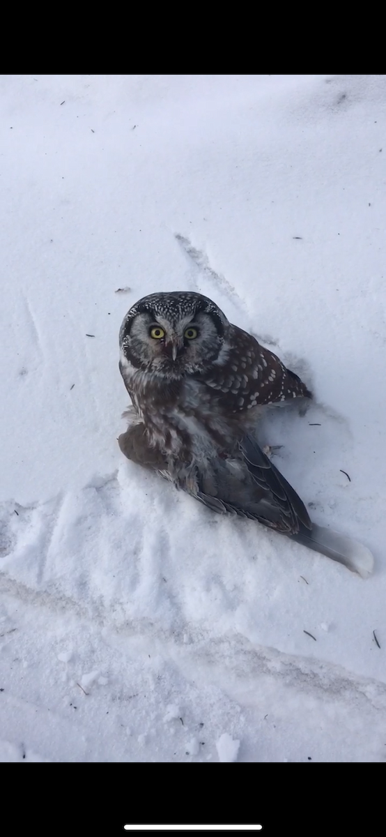 キンメフクロウ - ML646008269