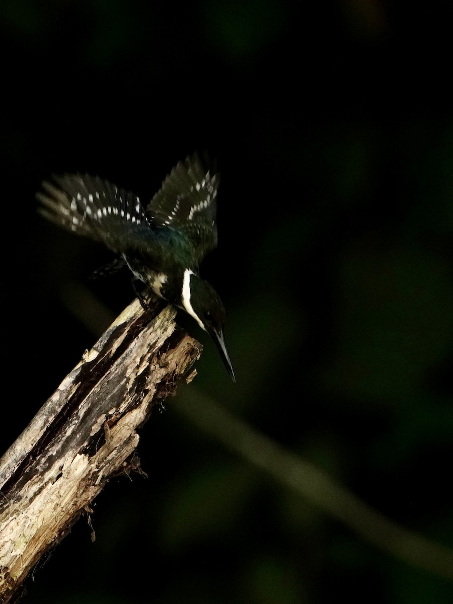 ミドリヤマセミ - ML646008272