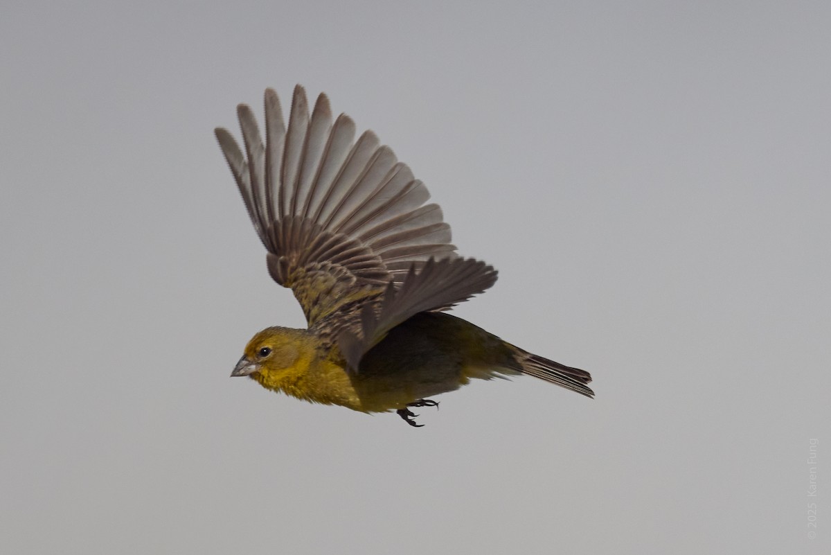 Grassland Yellow-Finch - ML646008277