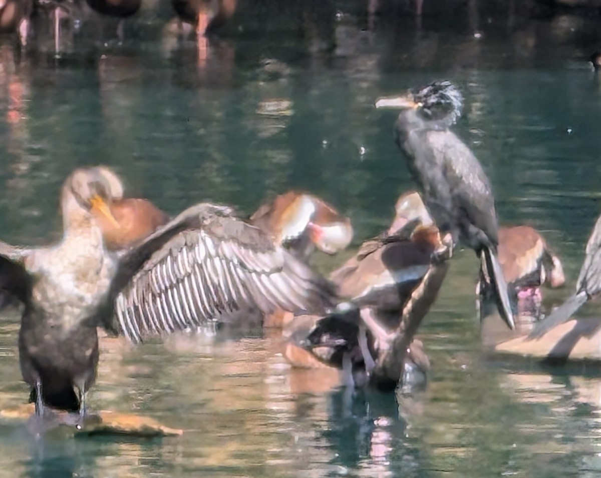 Neotropic Cormorant - ML646008288