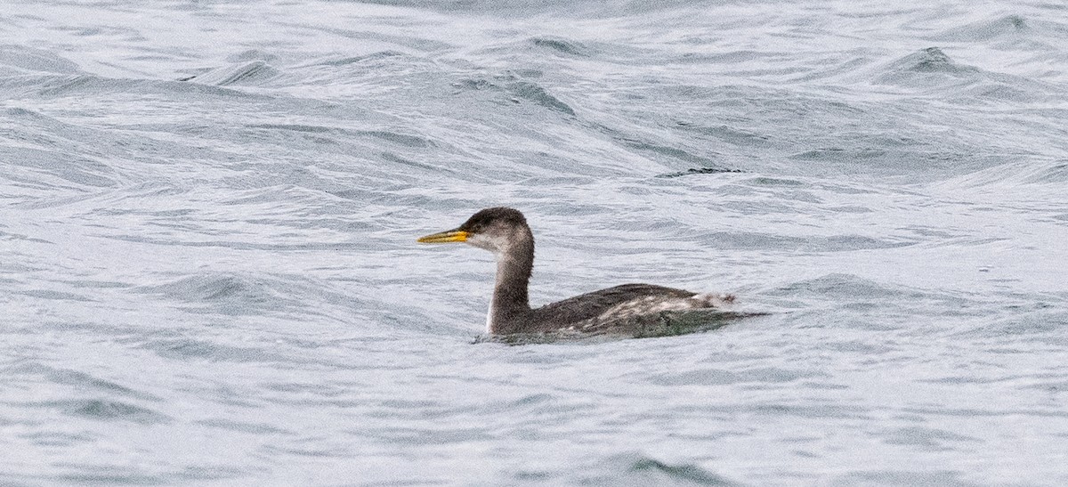 Somormujo Cuellirrojo - ML646008304