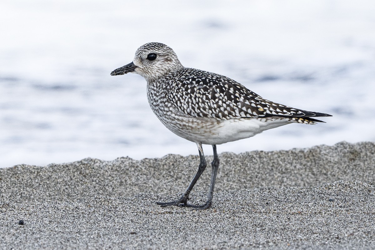 Black-bellied Plover - ML646008305