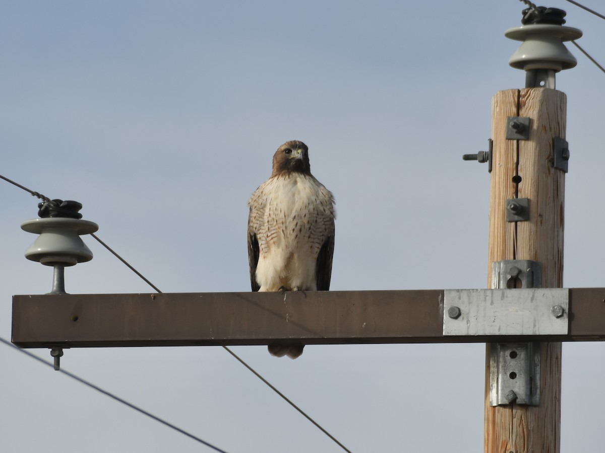 Red-tailed Hawk - ML646008320